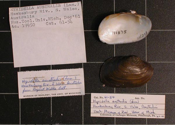 specimen