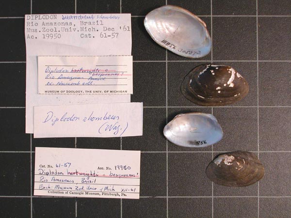 specimen