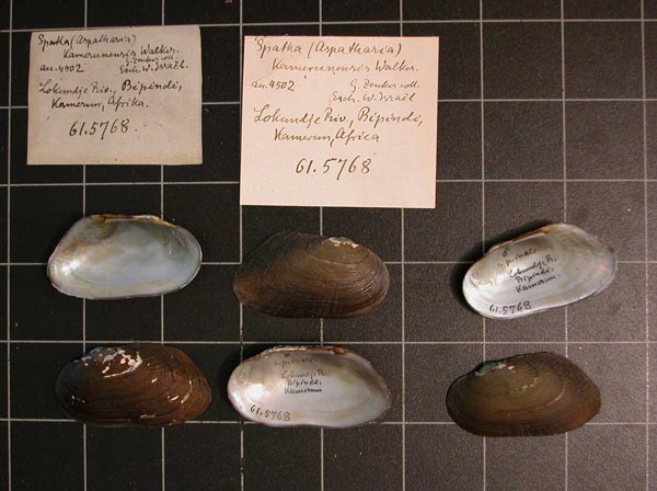 specimen