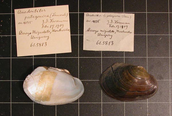 specimen