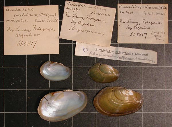 specimen