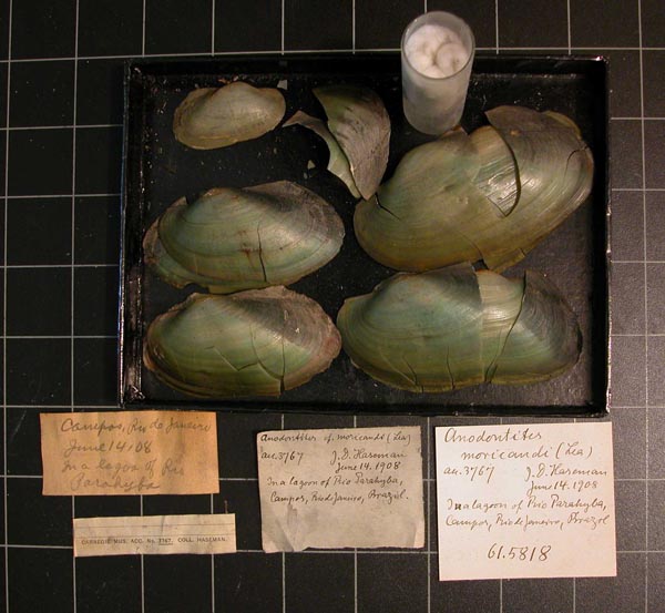 specimen