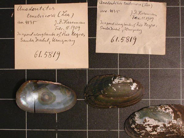 specimen