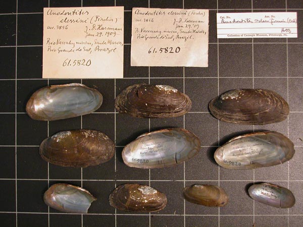 specimen