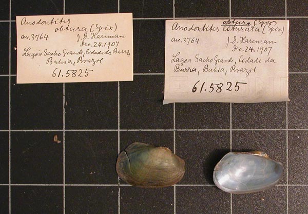 image of lot CM_61.5825 image of lot CM_61.5825