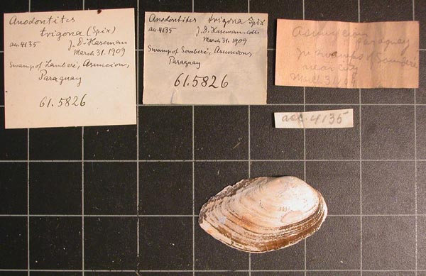 specimen