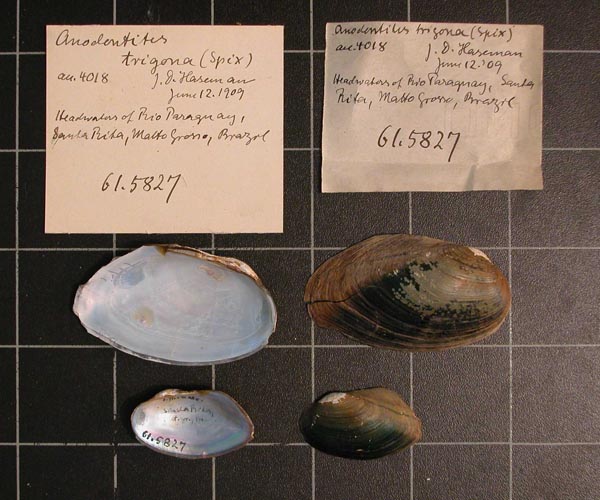specimen