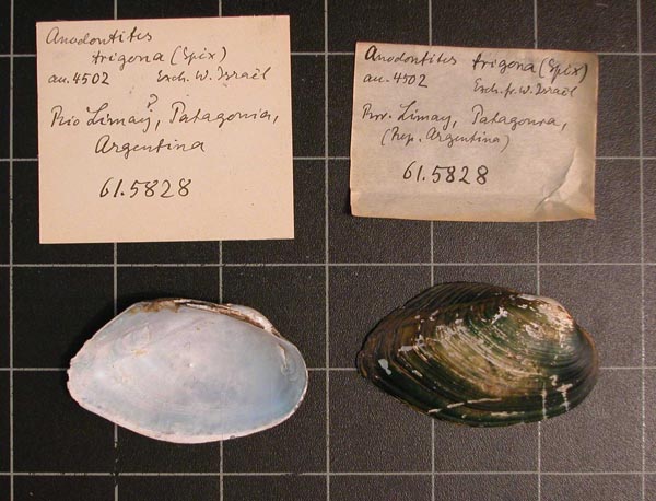 specimen