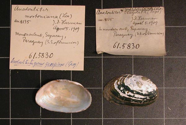 specimen