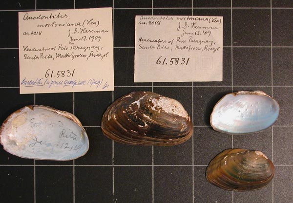 specimen