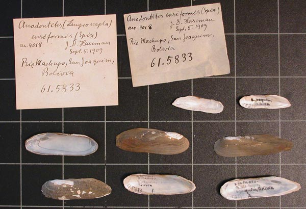 specimen