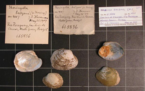 specimen