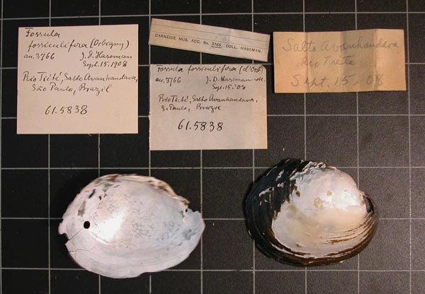 specimen