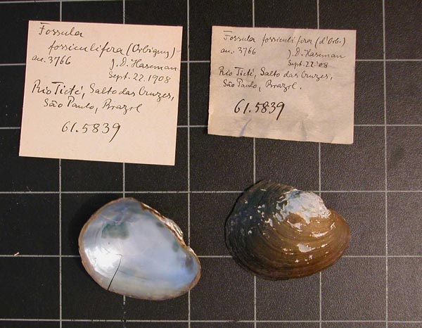 specimen