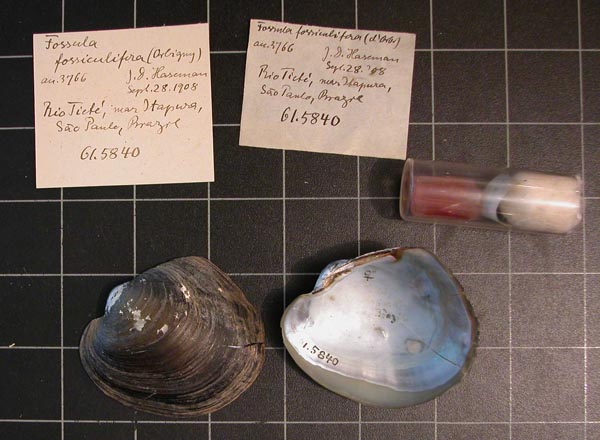 specimen