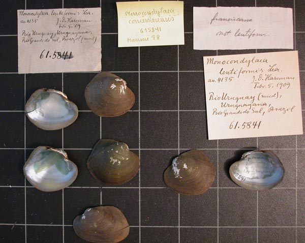 specimen