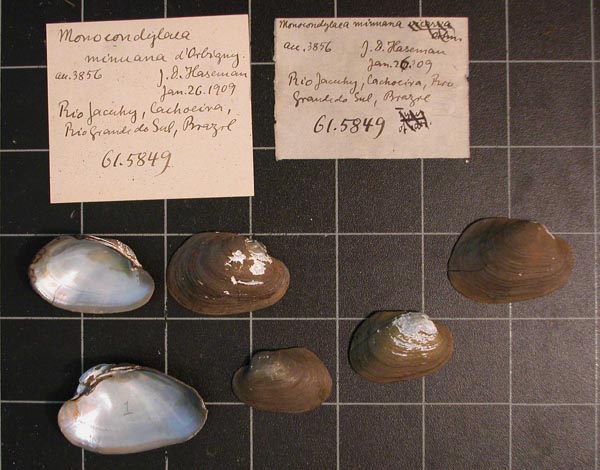 specimen