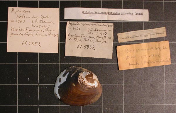 specimen