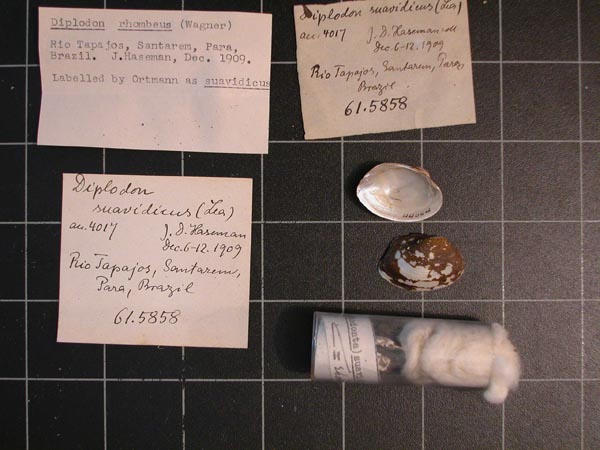 specimen