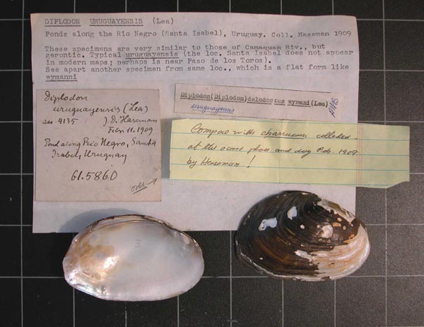 specimen