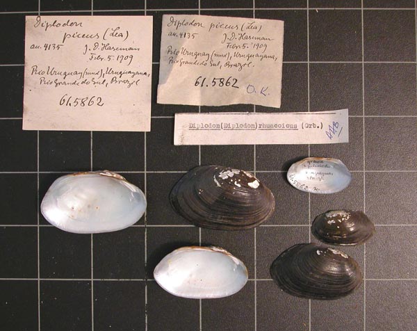 specimen