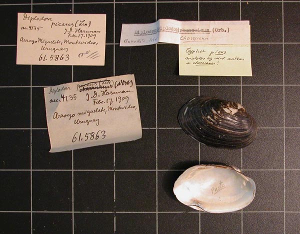 image of lot CM_61.5863 image of lot CM_61.5863