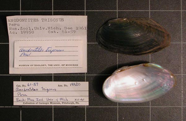 specimen