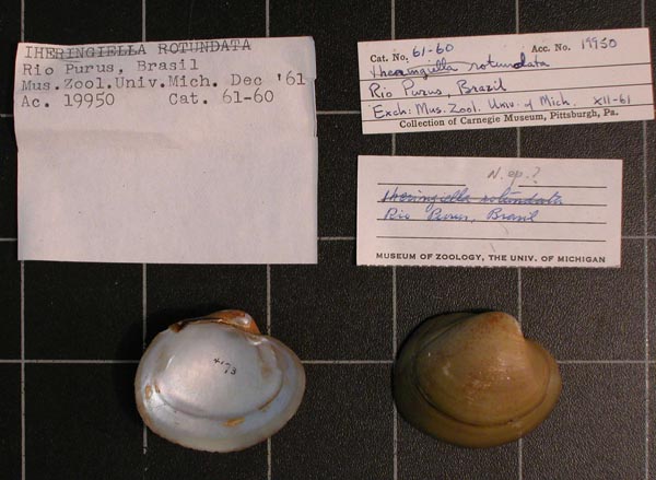 specimen