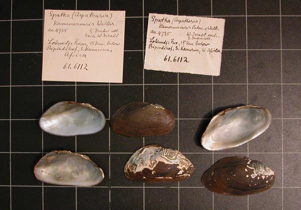 specimen