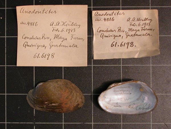 specimen