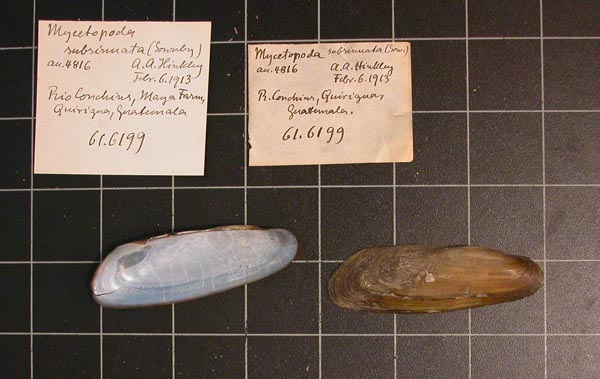 specimen