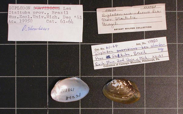 specimen