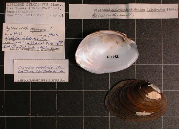 specimen
