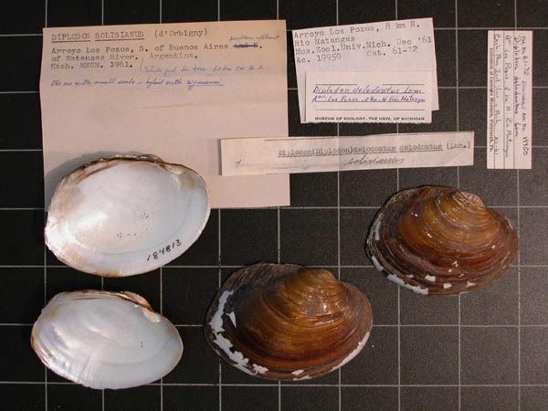 specimen