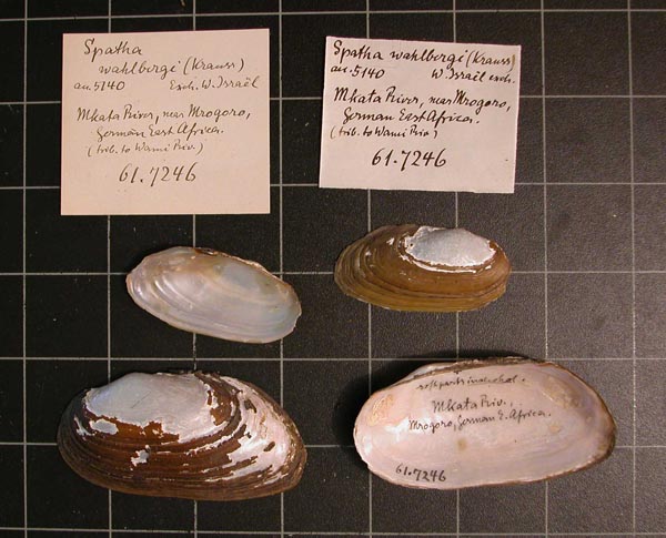 specimen