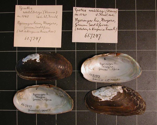 specimen