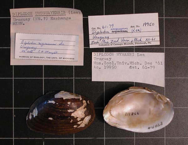 specimen