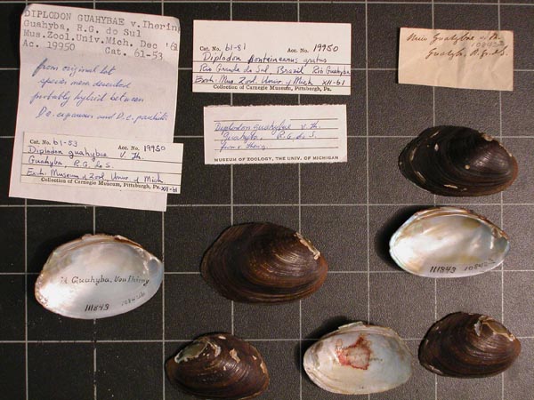 specimen