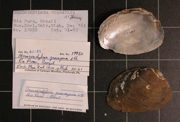 specimen