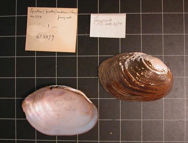 specimen