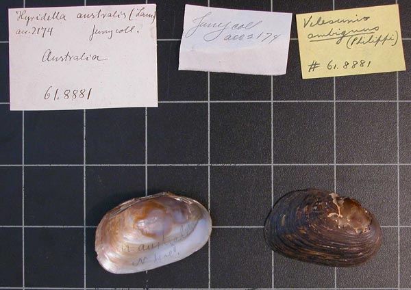 specimen