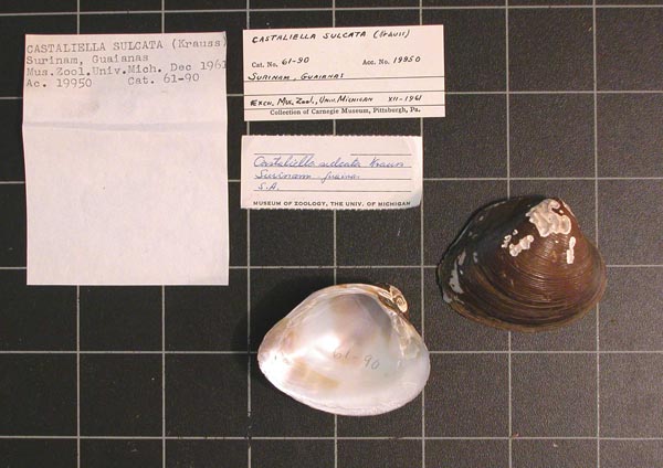specimen