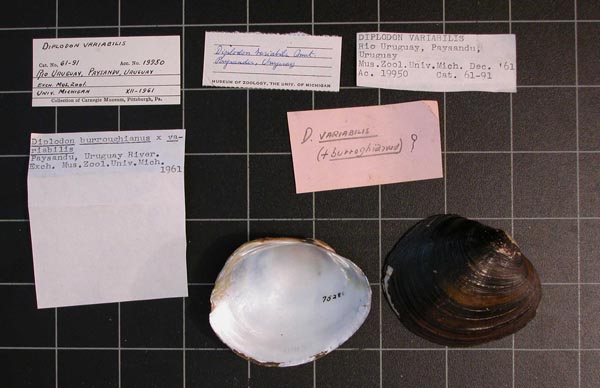 specimen