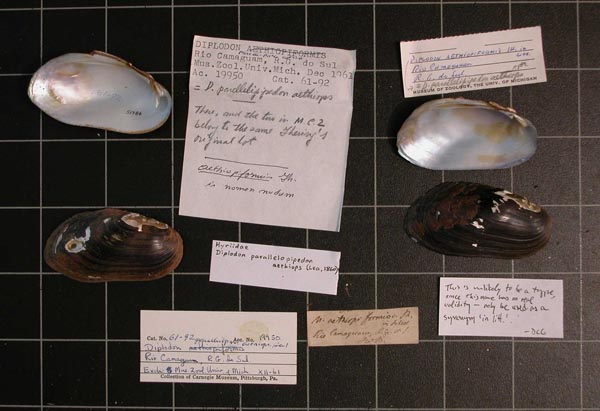 specimen