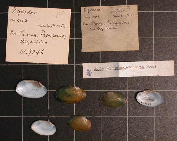 specimen
