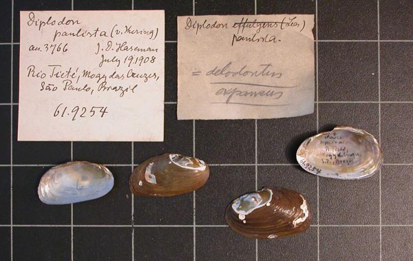 specimen