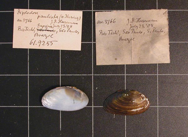 specimen