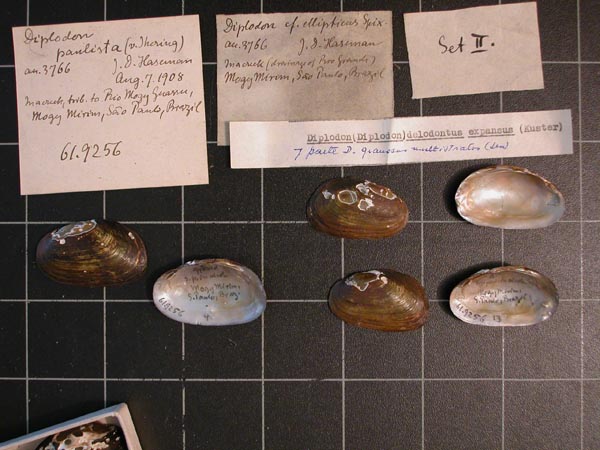 specimen