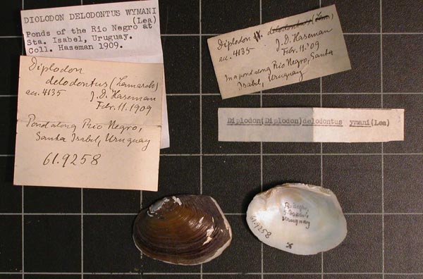 specimen