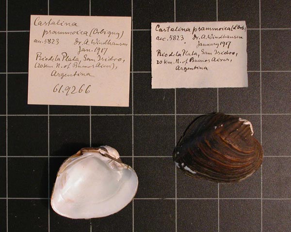 specimen